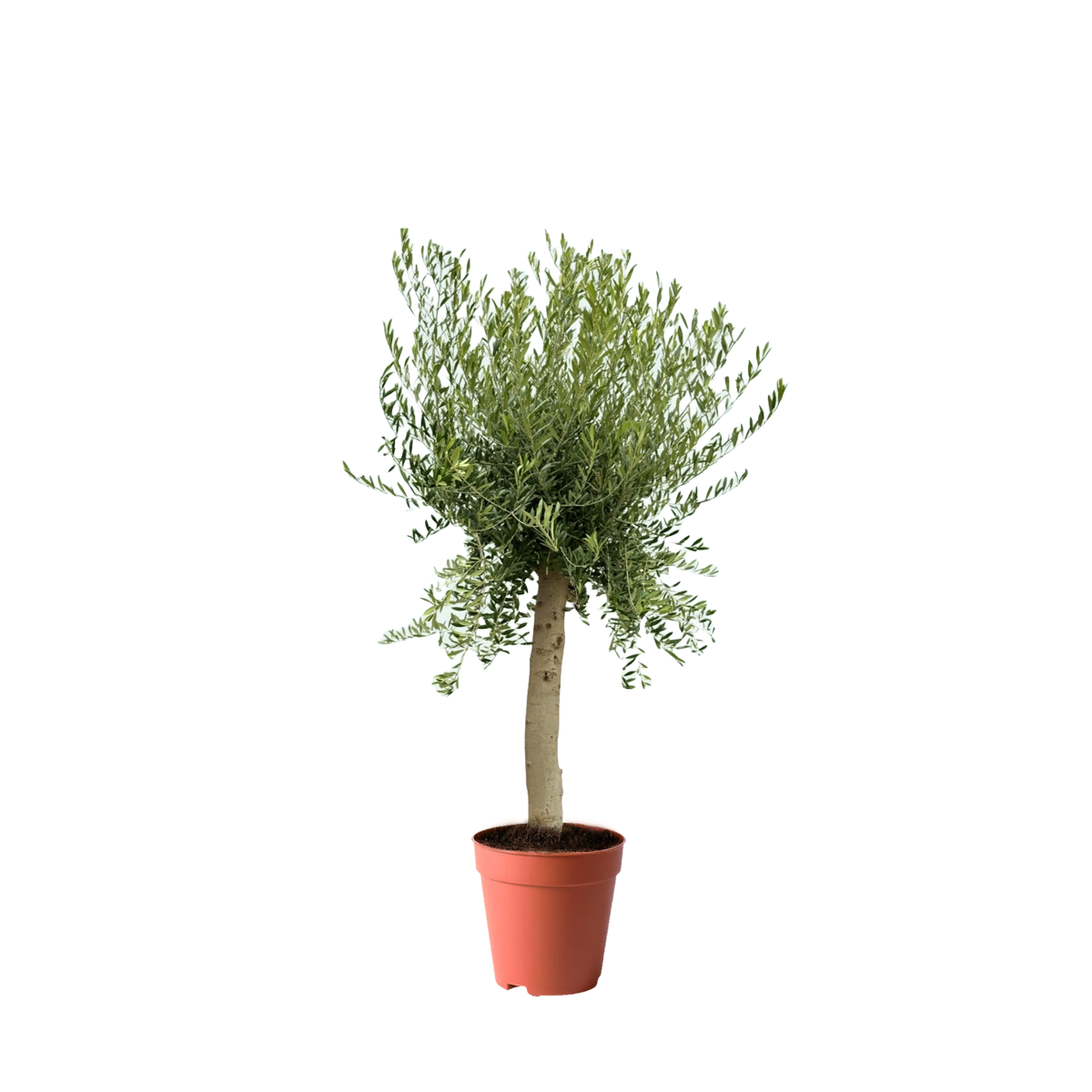 best olive trees kuwait