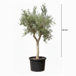 BEST TREES