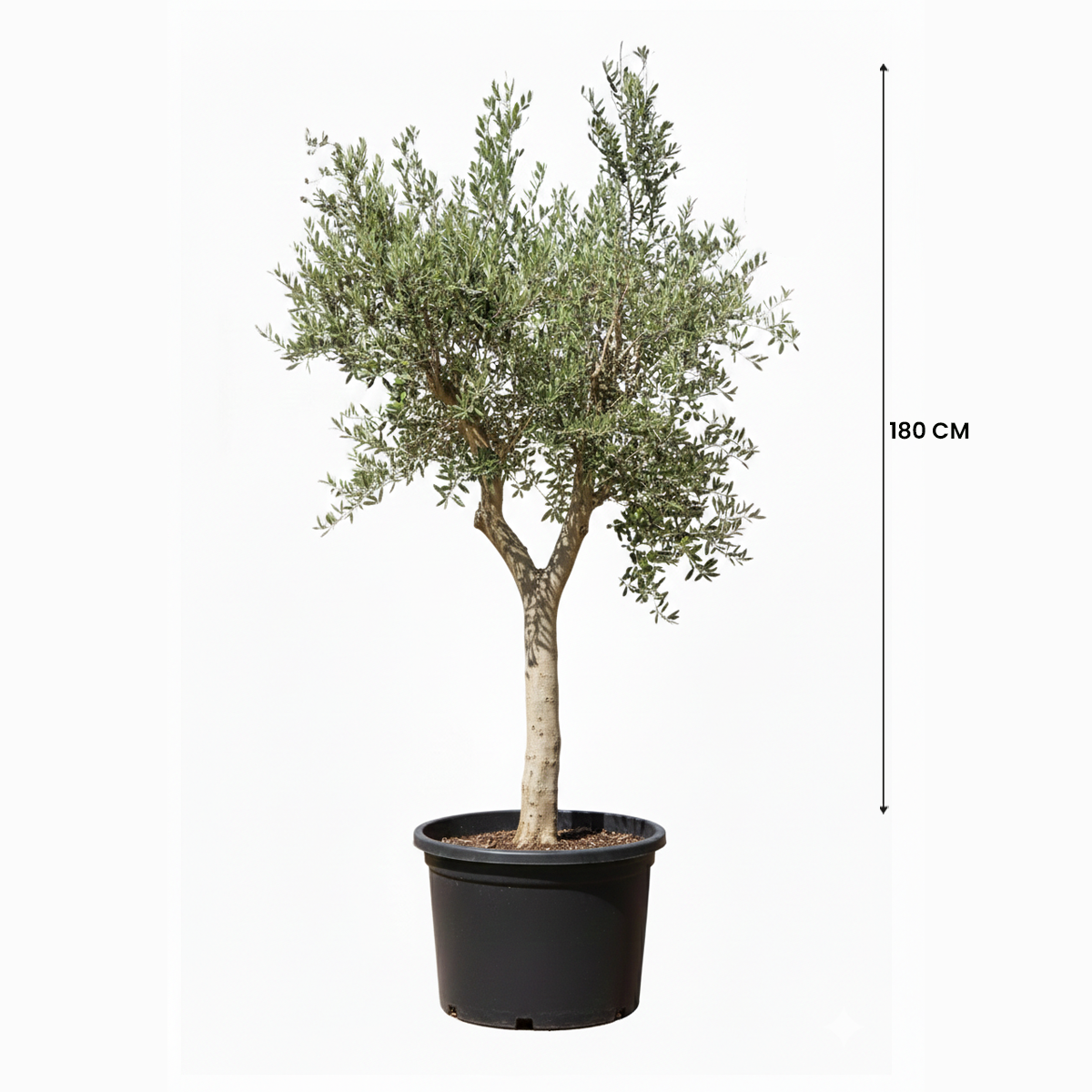 BEST TREES