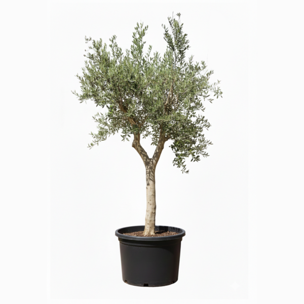 TREES IN KUWAIT