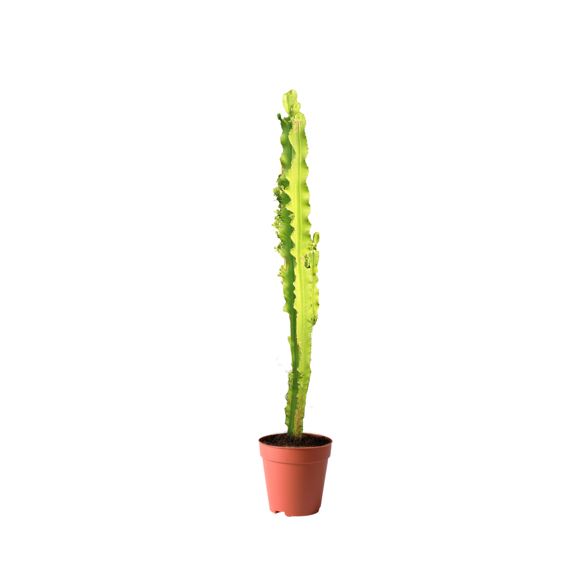 treeco