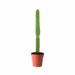 plants near me