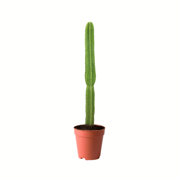 plants near me
