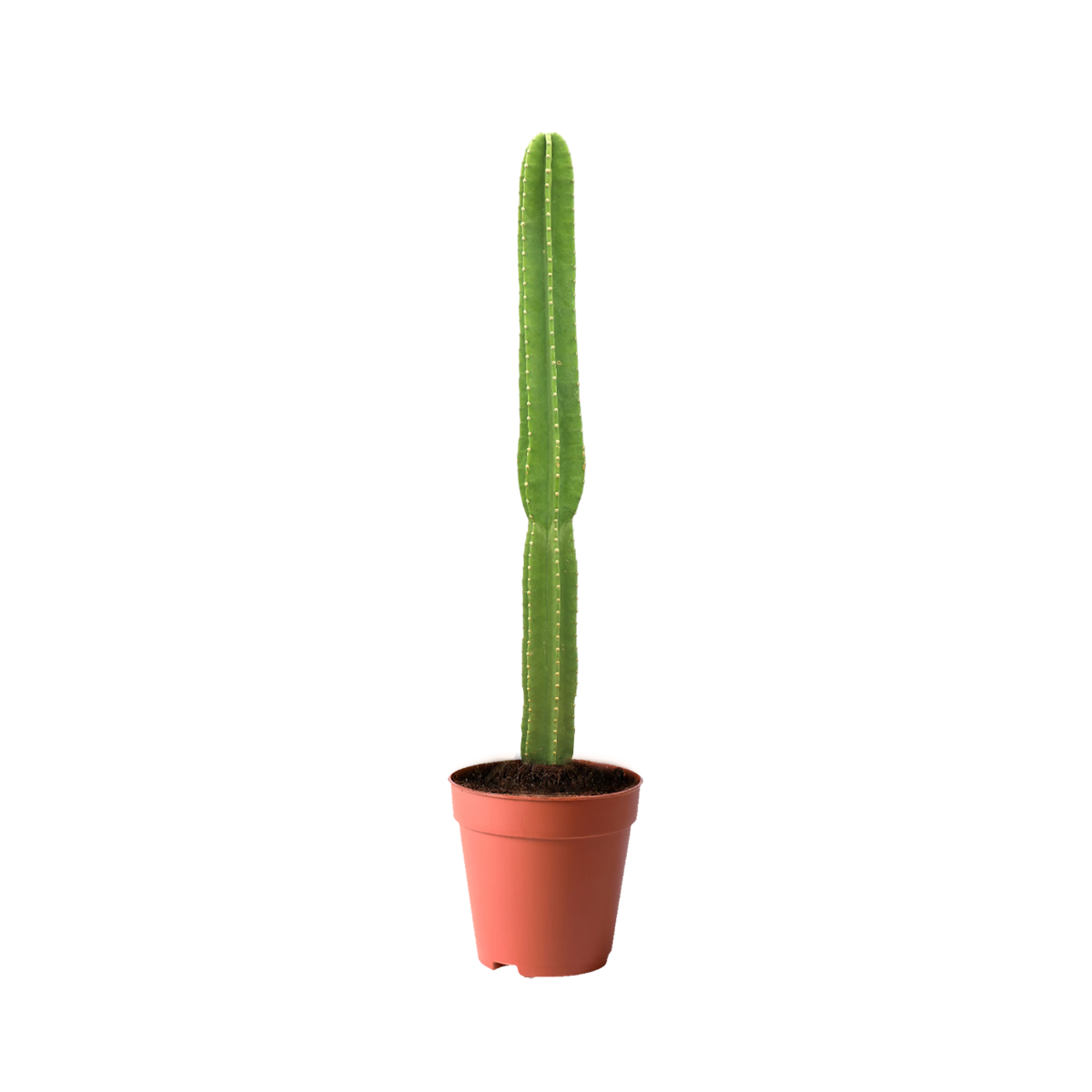plants near me
