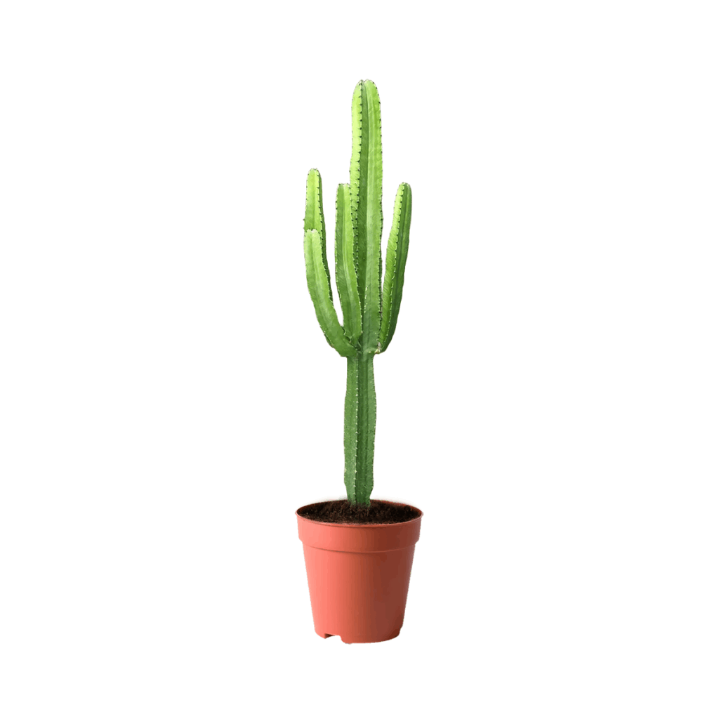 best plants kuwait