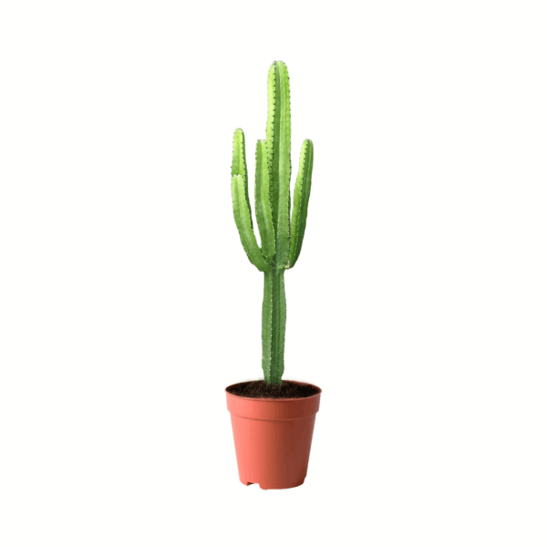 best plants kuwait
