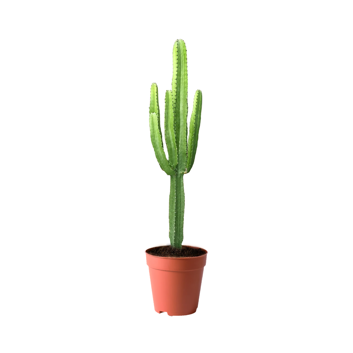 best plants kuwait