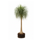 treeco plants