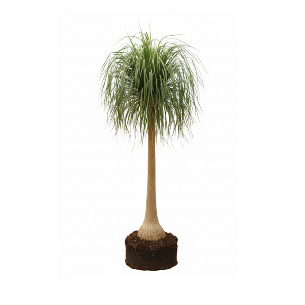 treeco plants
