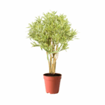 plants kuwait
