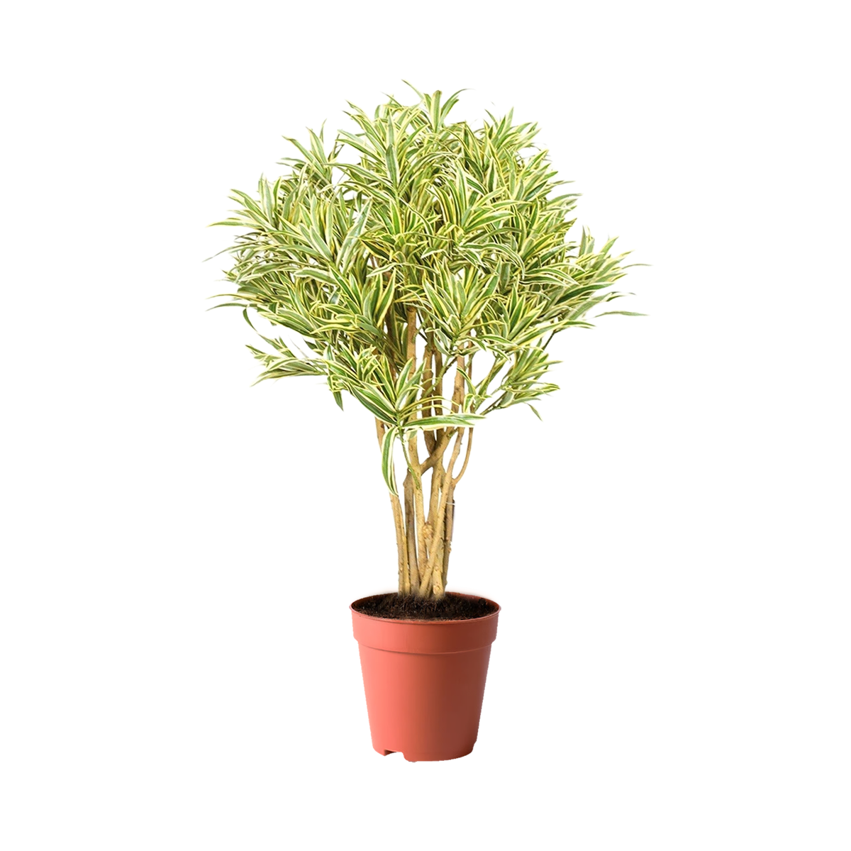 plants kuwait
