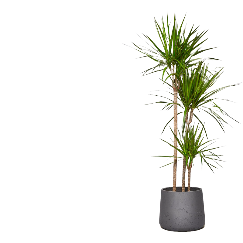 indoor plants kuwait