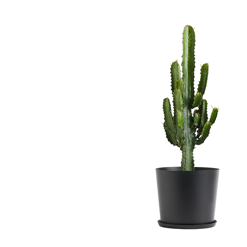 outdoor plants kuwait