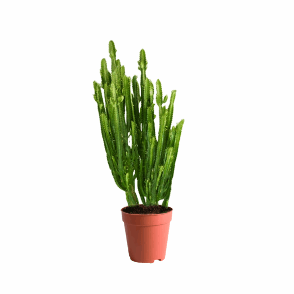 best cactus kuwait