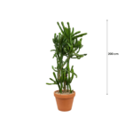TREECO PLANTS