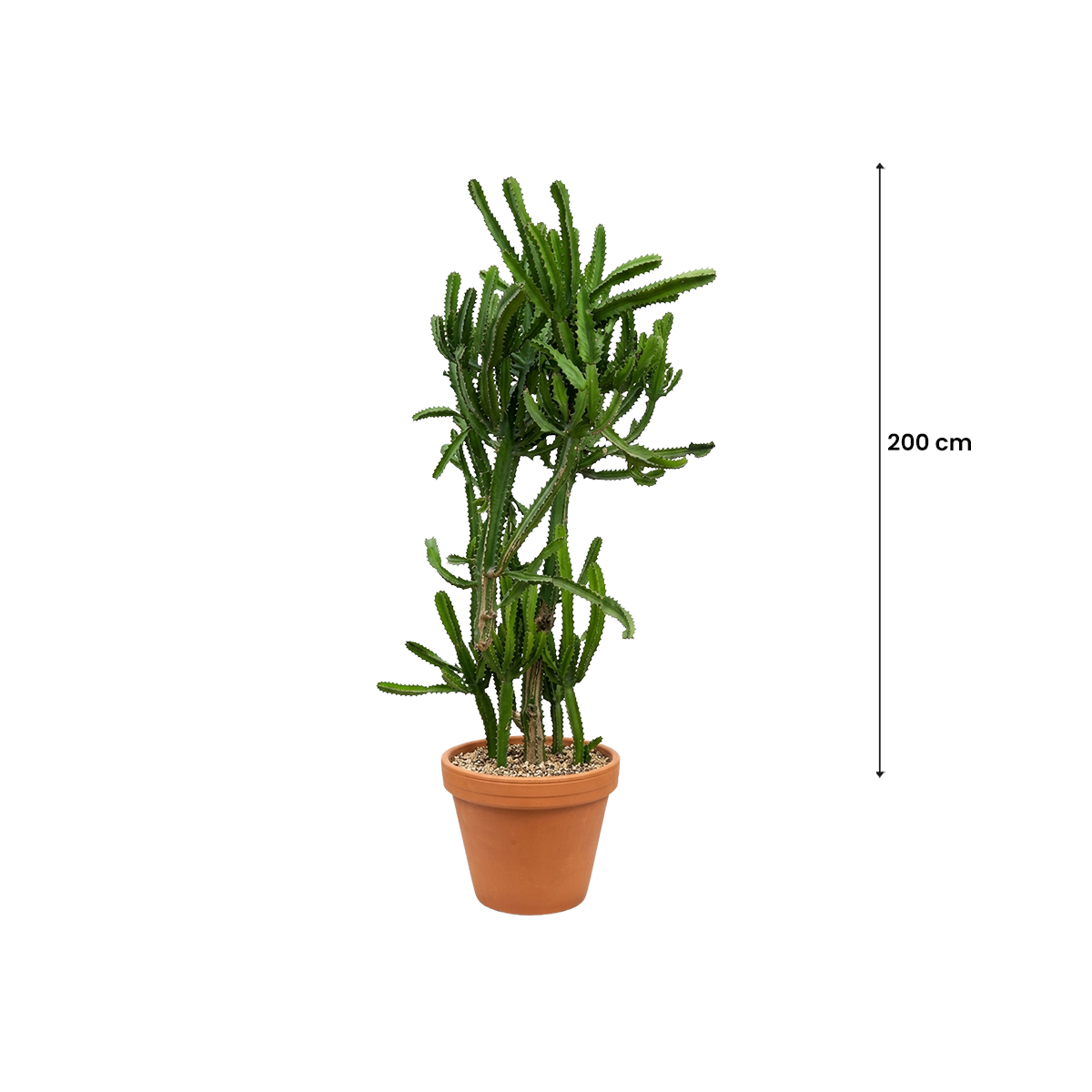TREECO PLANTS