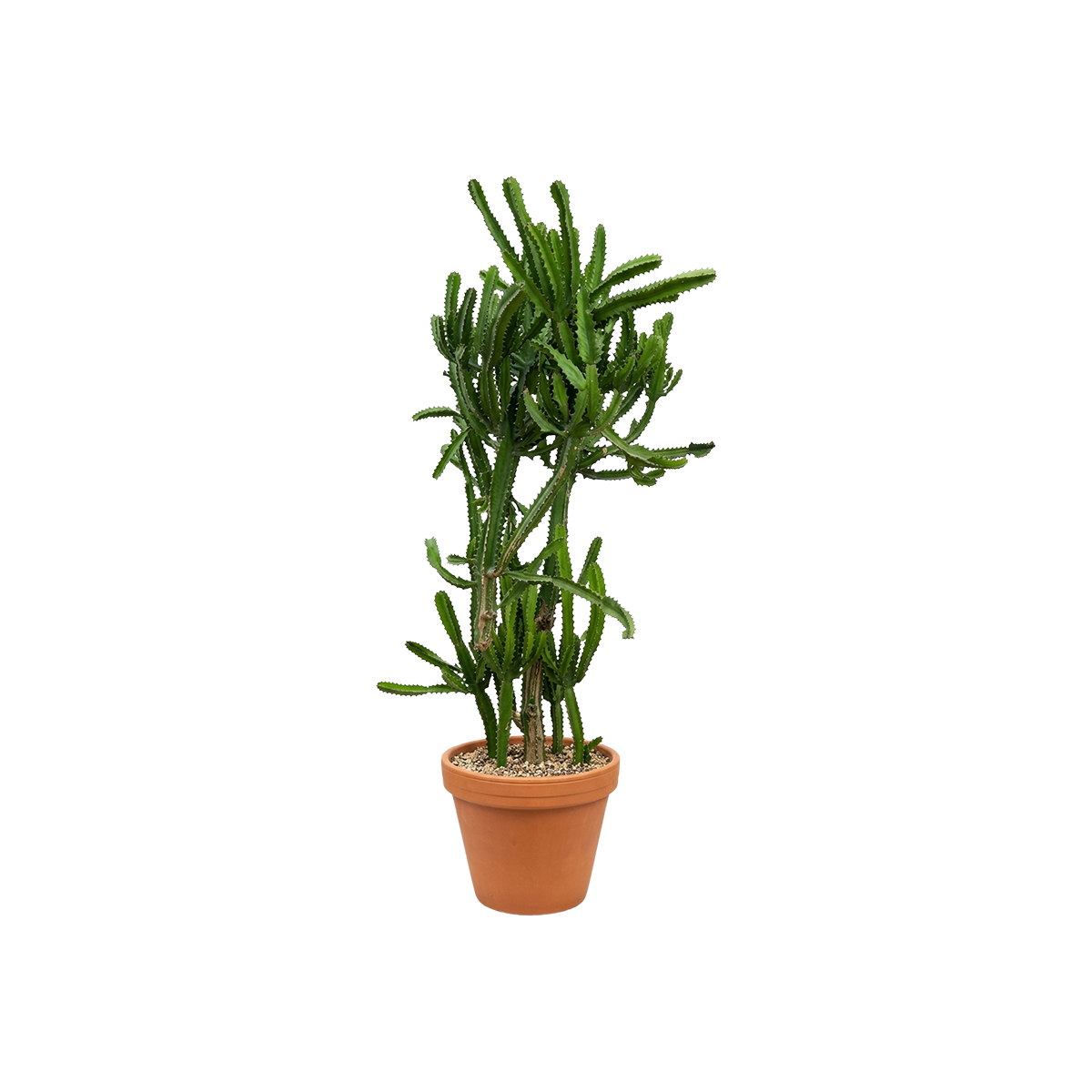 PLANTS IN KUWAIT