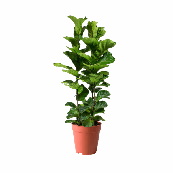 Ficus Lyrata Kuwait indoor plant Fiddle Leaf Fig plant Kuwait living room large Ficus Lyrata indoor plant Treeco Ficus Lyrata glossy leaves indoor Kuwait