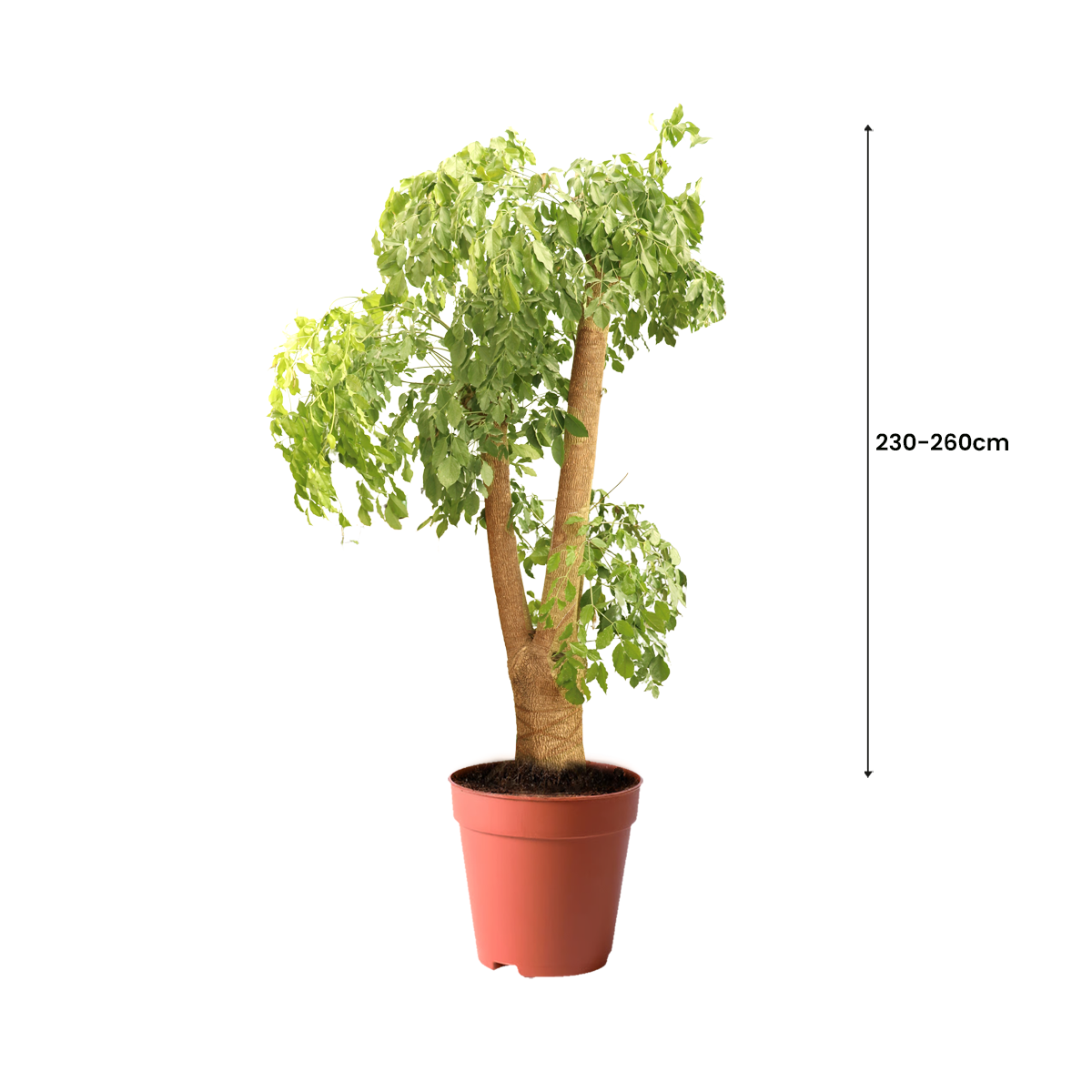 best trees in kuwait