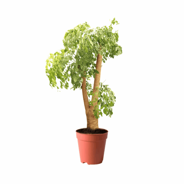 treeco trees