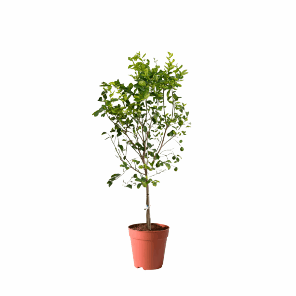 best trees in kuwait