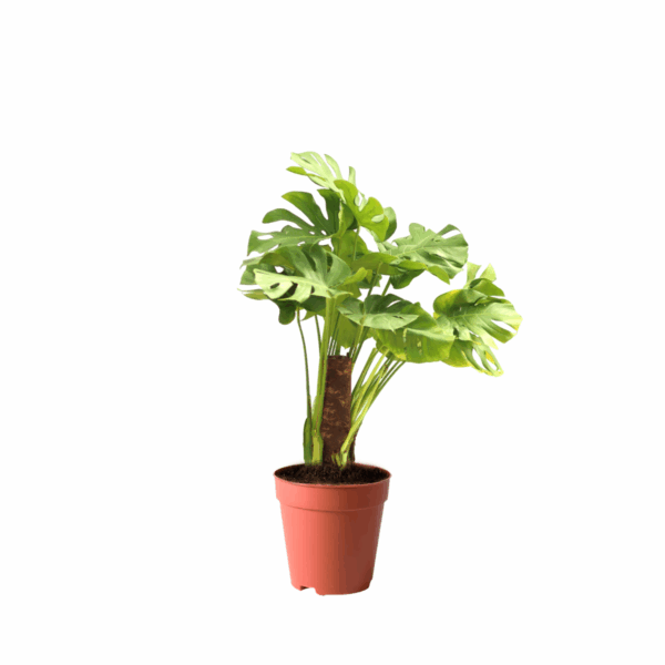 best plants in kuwait