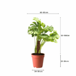 plants kuwait
