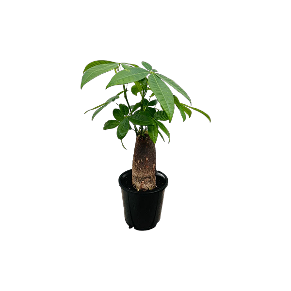 plants in kuwait