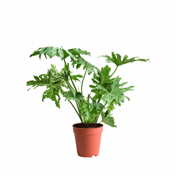 Philodendron Bipinnatifidum Kuwait indoor plant Philodendron Selloum large plant Kuwait tropical indoor plant Kuwait Philodendron large leafy plant Kuwait interior