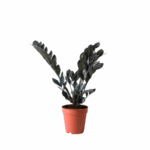 plants in kuwait