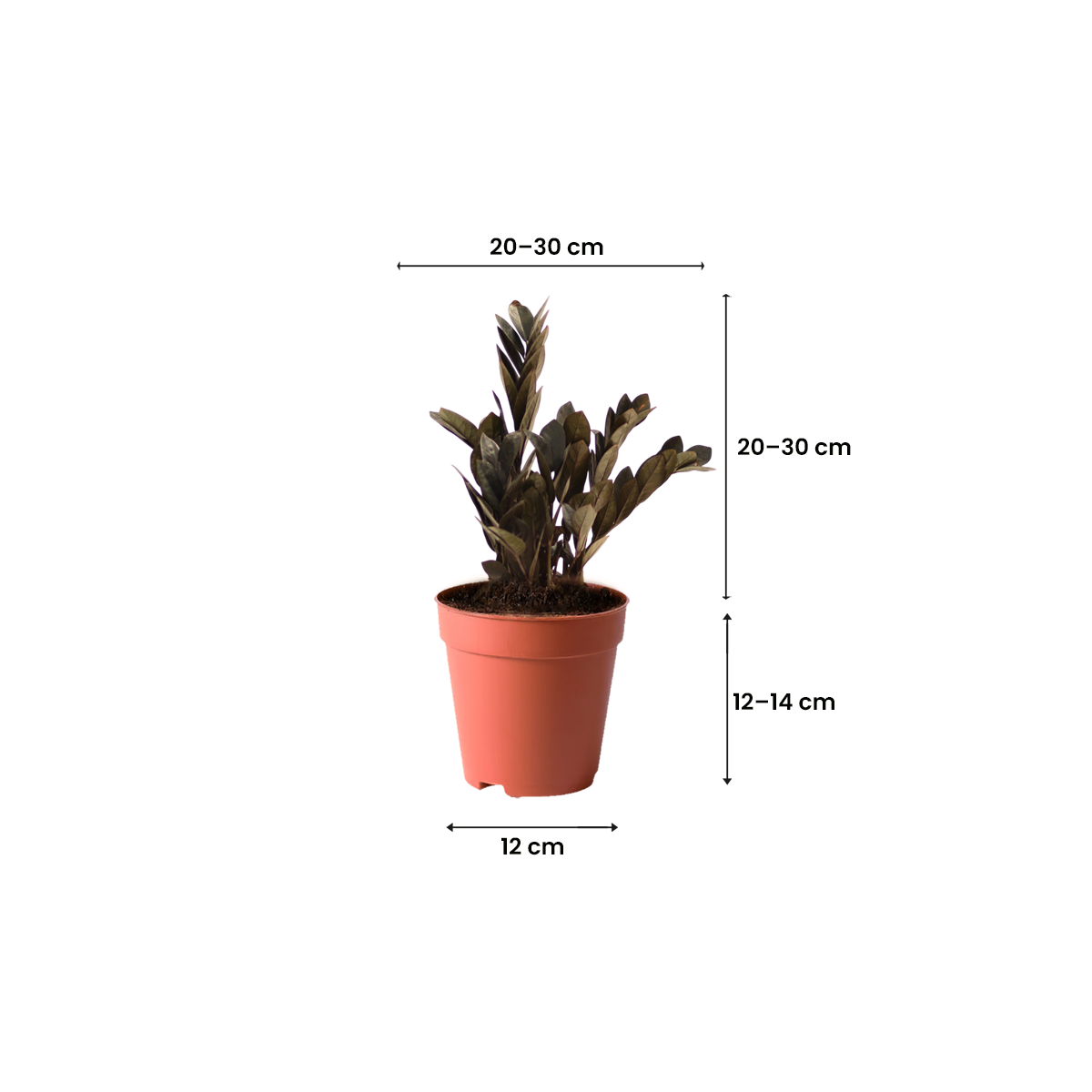 plants in kuwait
