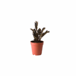 ZZ Plant Black Kuwait indoor plant Raven ZZ plant dark leaves Kuwait Zamioculcas zamiifolia black plant indoor low maintenance indoor plant Kuwait ZZ