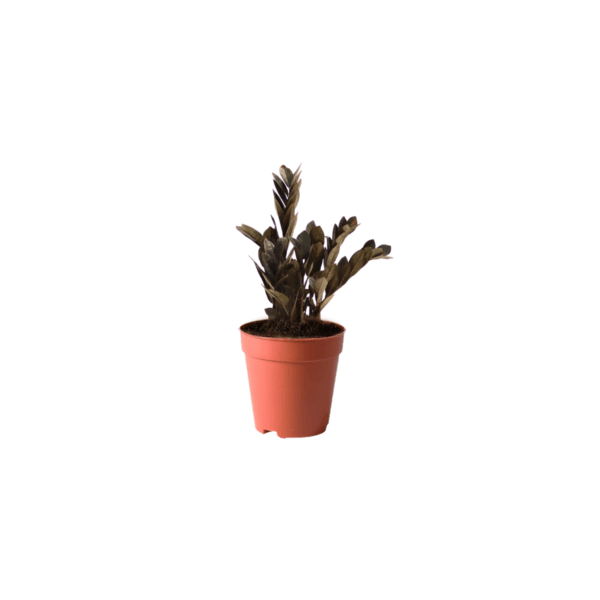 ZZ Plant Black Kuwait indoor plant Raven ZZ plant dark leaves Kuwait Zamioculcas zamiifolia black plant indoor low maintenance indoor plant Kuwait ZZ