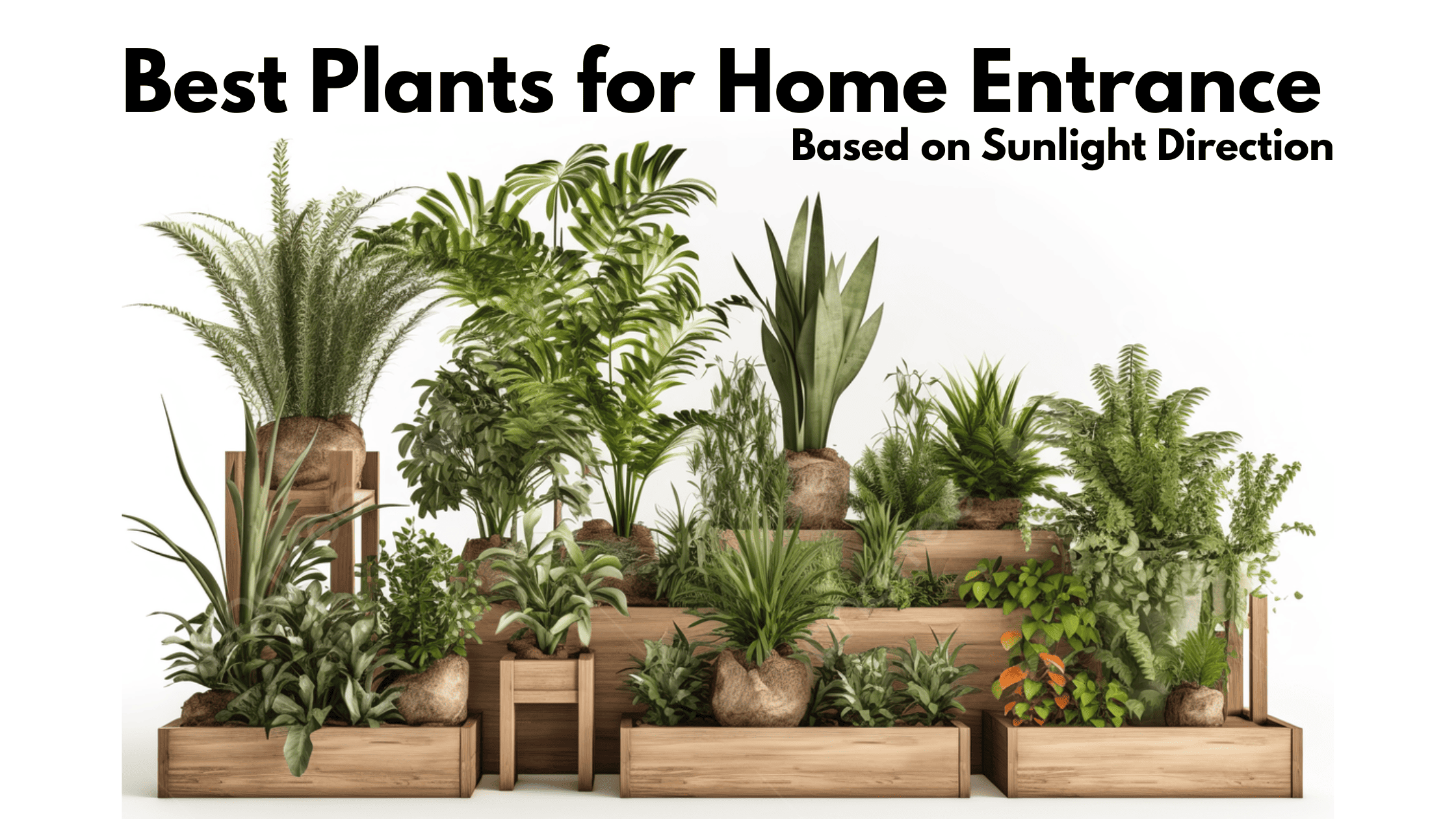 Indoor Plants Kuwait