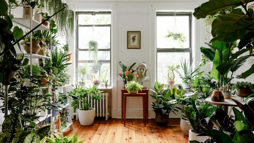 Indoor Plants Kuwait
