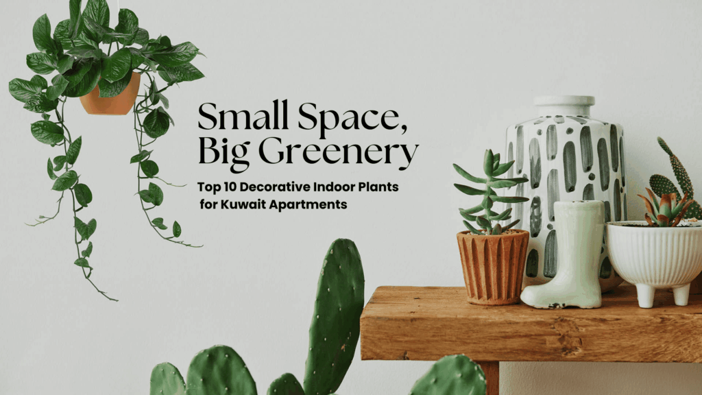 Indoor Plants Kuwait