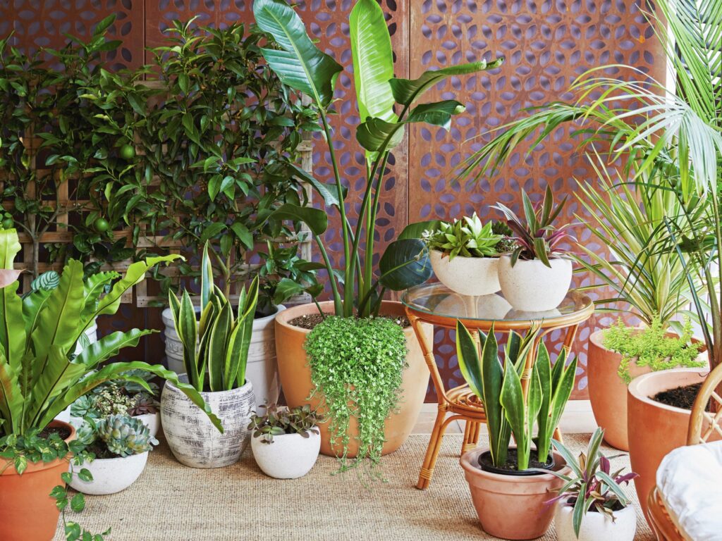 Indoor Plants Kuwait
