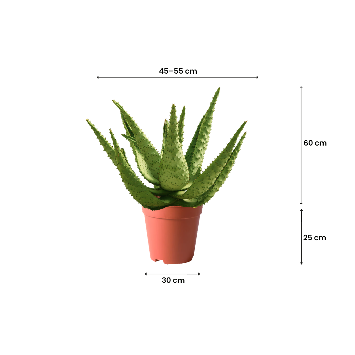 BEST PLANTS IN KUWAIT