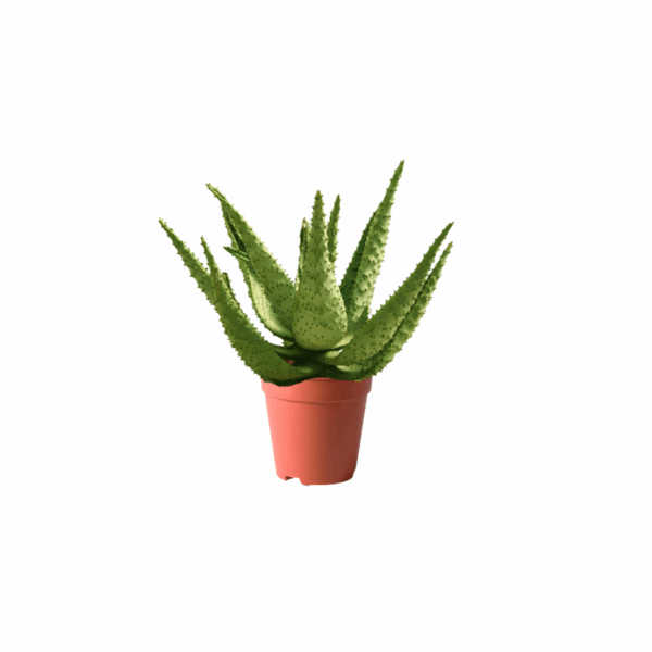 PLANTS IN KUWAIT