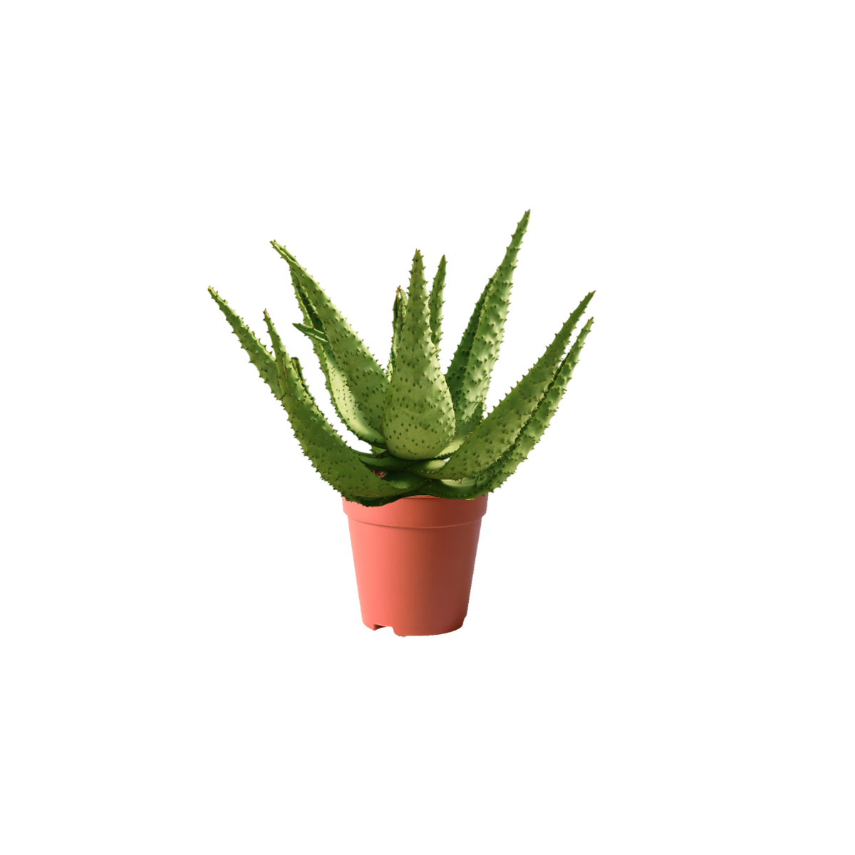 PLANTS IN KUWAIT