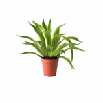 budget plants in kuwait
