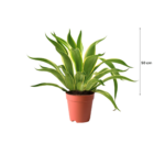treeco plants
