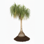 TREECO PLANTS