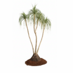 treeco plants