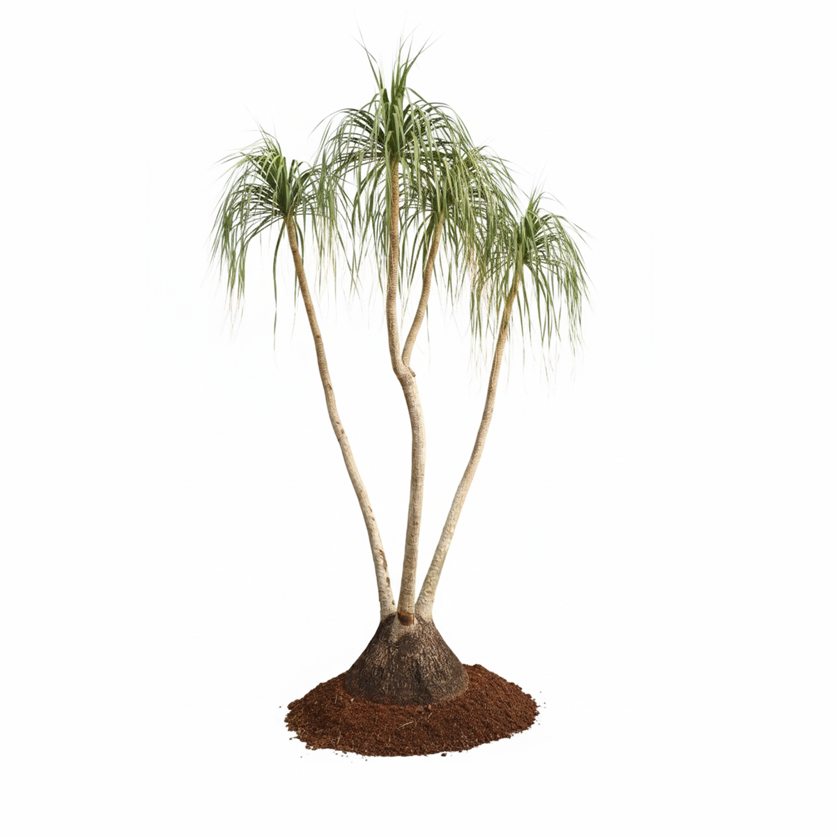 treeco plants