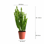 cactus in kuwait