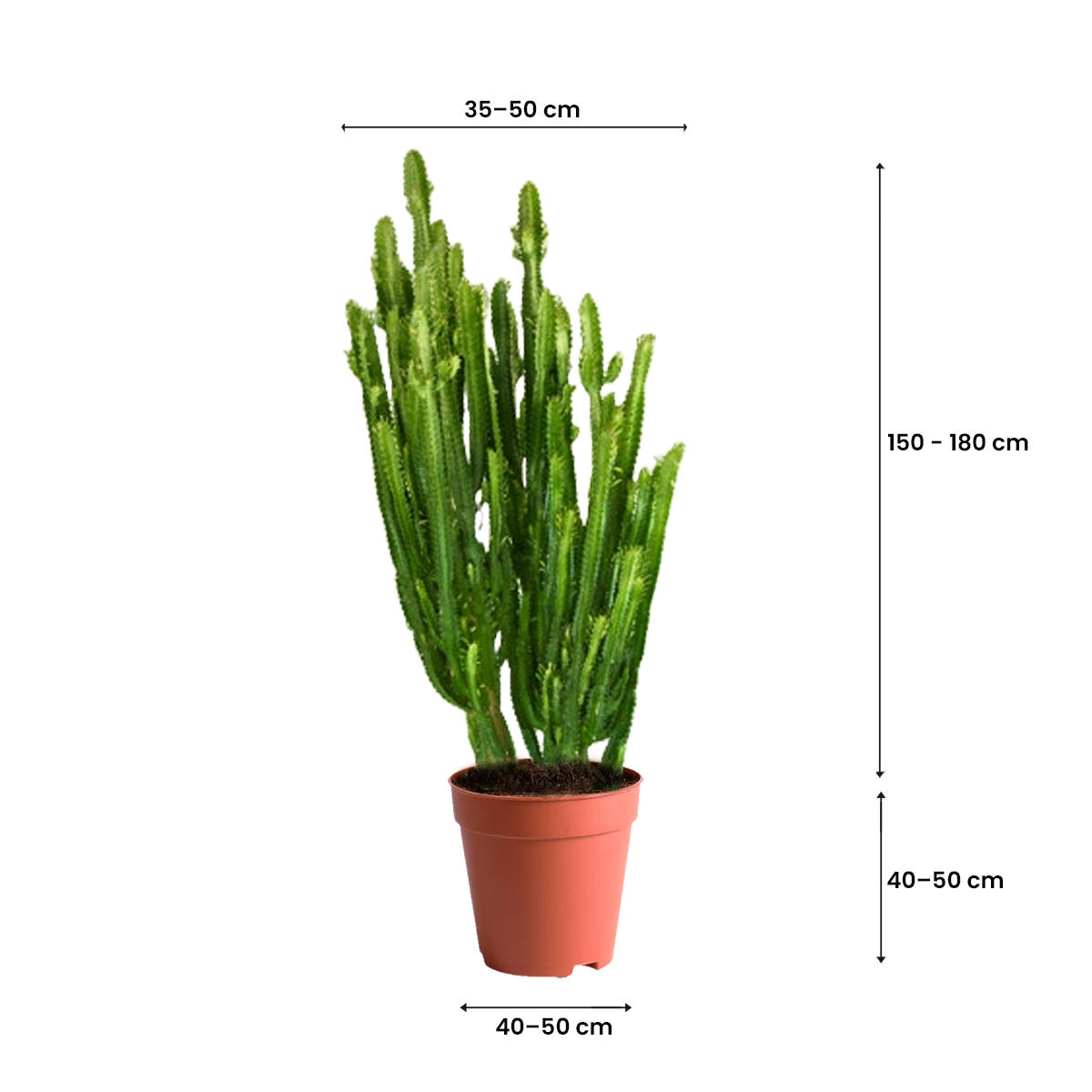 cactus in kuwait