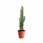 cactus kuwait