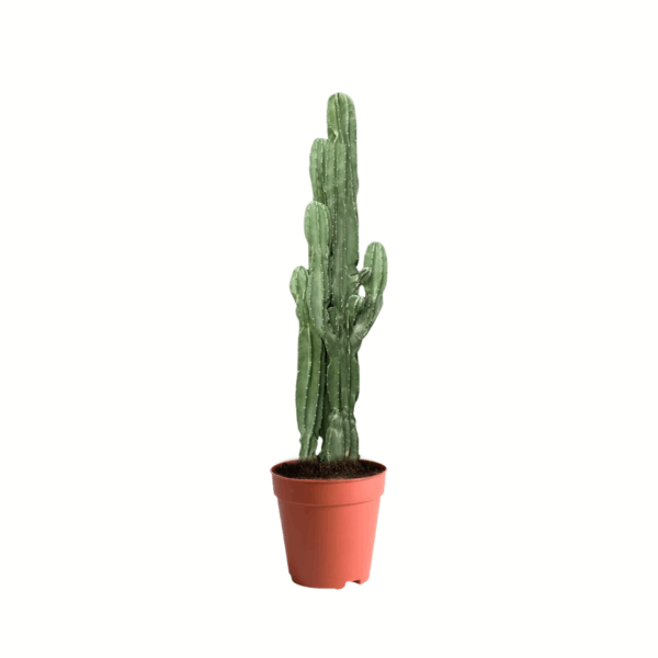 cactus kuwait