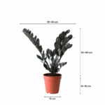 plants in kuwait